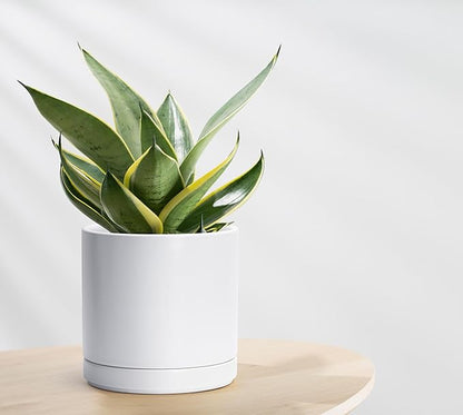 D'vine Dev 8.2 Inch Ceramic Planter Pot with Drainage Hole and Saucer, Indoor Cylinder Round Planter Pot, White, 94-O-D-1